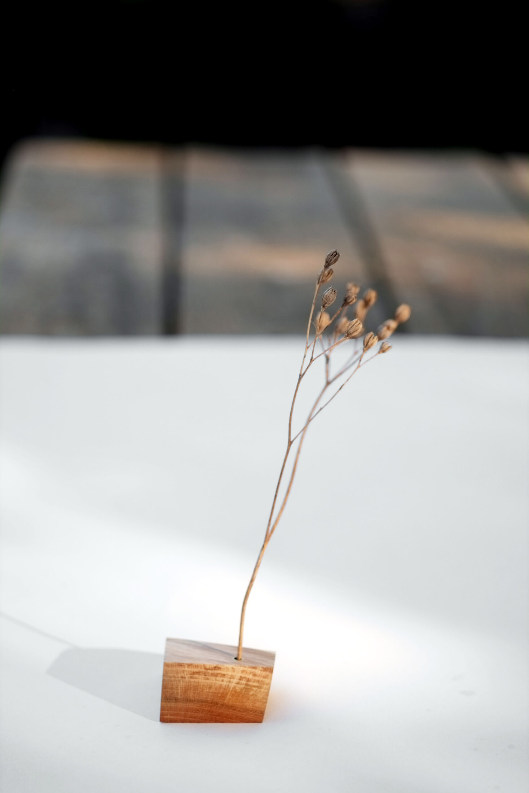 Baumbiografie // 023 // Uckermark · Kirsche · 52.949373 N / 14.074137 E – Detailansicht 3