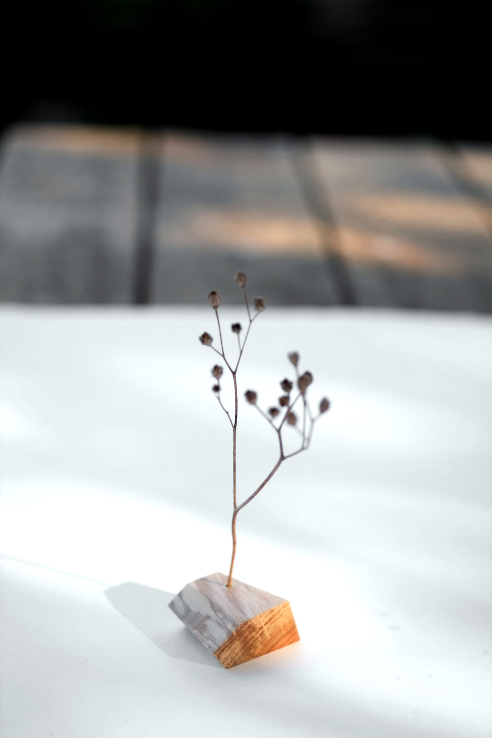 Baumbiografie // 023 // Uckermark · Kirsche · 52.949373 N / 14.074137 E – Detailansicht 2